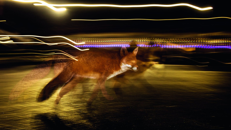 Vernissage «Der Fuchs – Meister der Anpassung»