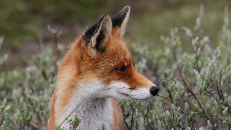 Der Fuchs – Dank Anpassung auf der ganzen Welt zuhause