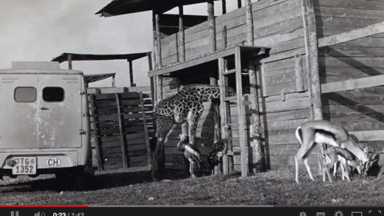 Trailer zu „Thurgau Tanzania“