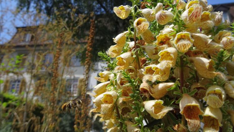 Die besten Gartenbilder erkoren