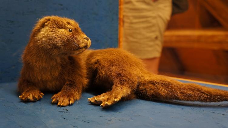 Verliebt in einen Otter