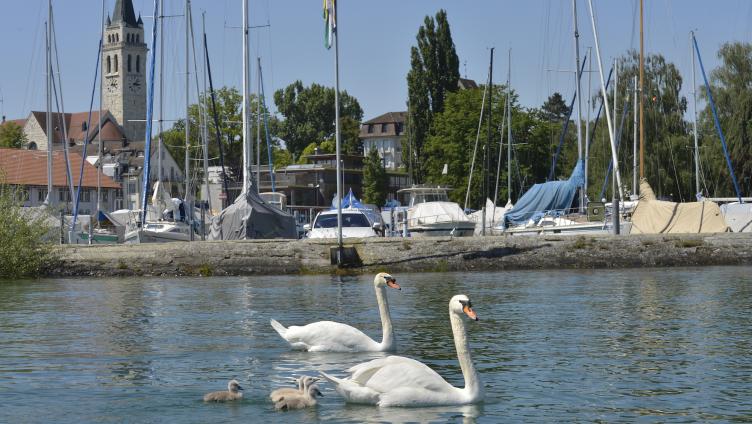 Romanshorn steigt in Museumspoker ein