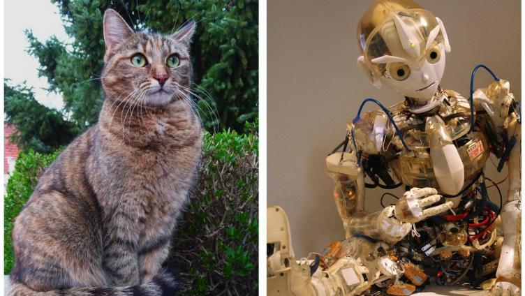 Von Katzen, Künstlern und Robotern