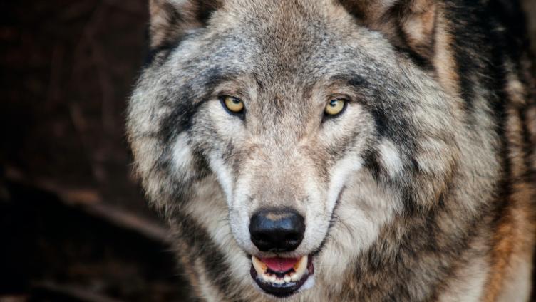 50'000 Franken für neuen Film über den Wolf