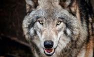 50'000 Franken für neuen Film über den Wolf