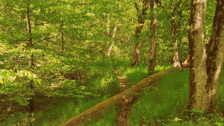 Der Wald