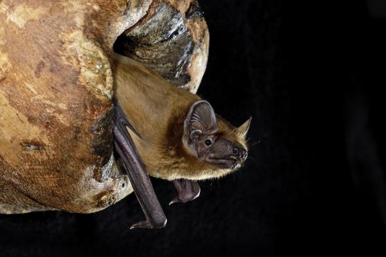 Jenseits von Batman