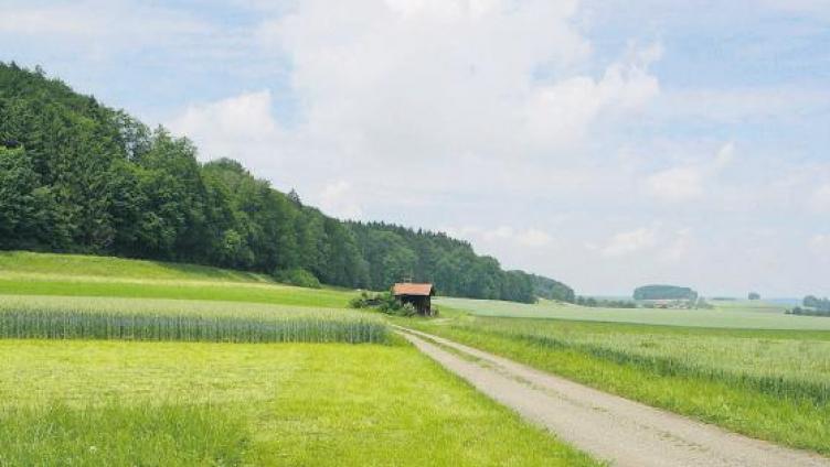 Rosen für Roopel
