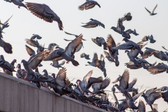 Ehrenrettung für die «Ratten der Lüfte»